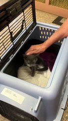 Cat gets introduced to the new kitten!