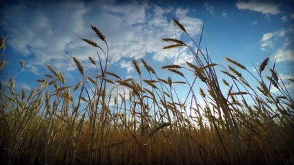 Cooperativas têm papel fundamental na implantação de sistemas produtivos de energia sustentável