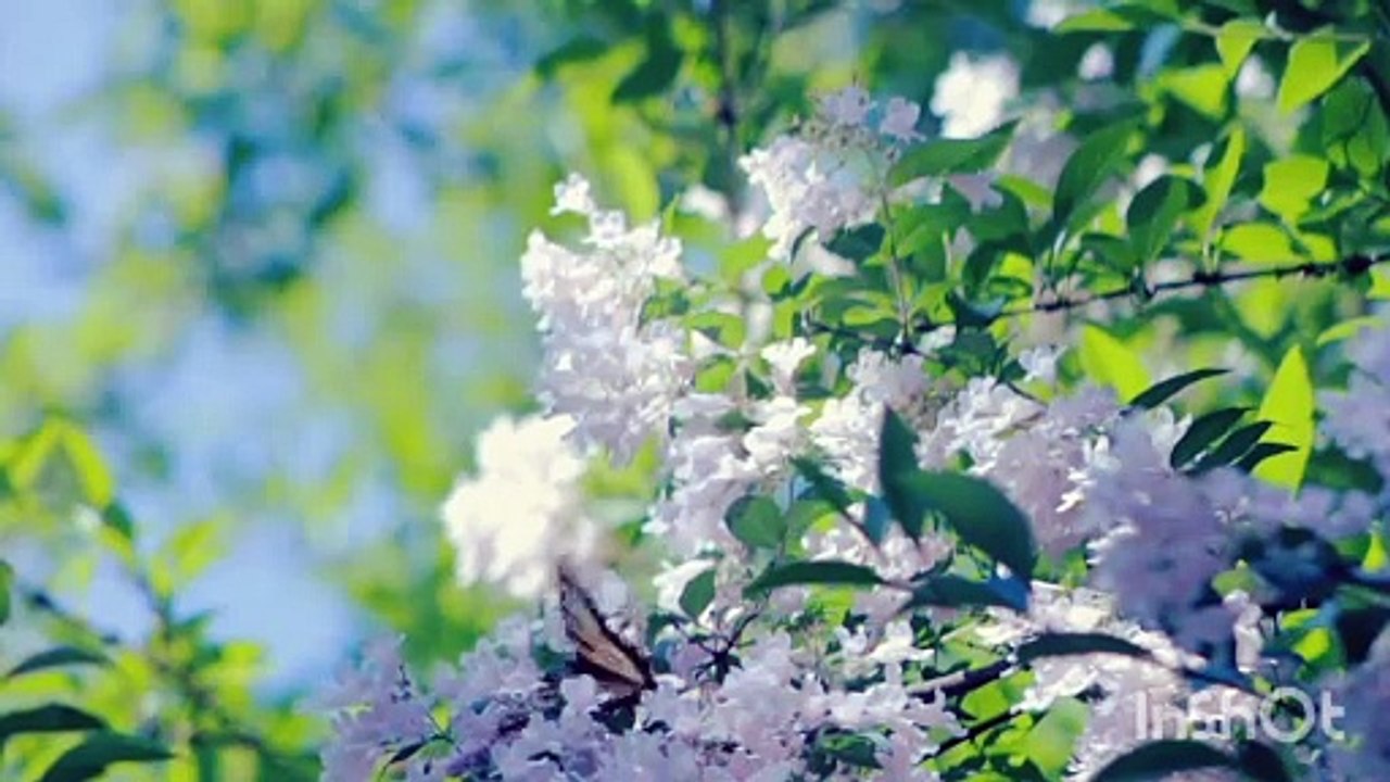 Mind relaxation and healing meditation music stress relieving music