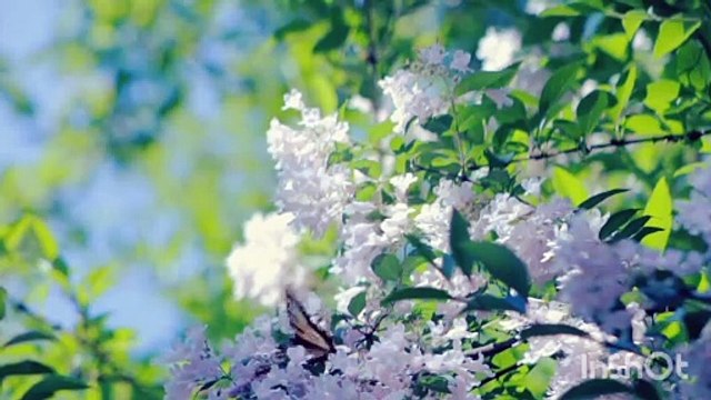 Mind relaxation and healing meditation music stress relieving music