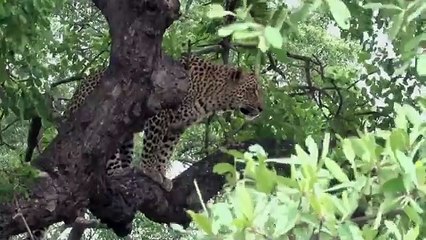 Survie en SAVANE _ Les Techniques Sensorielles Étonnantes des Animaux  - Docum