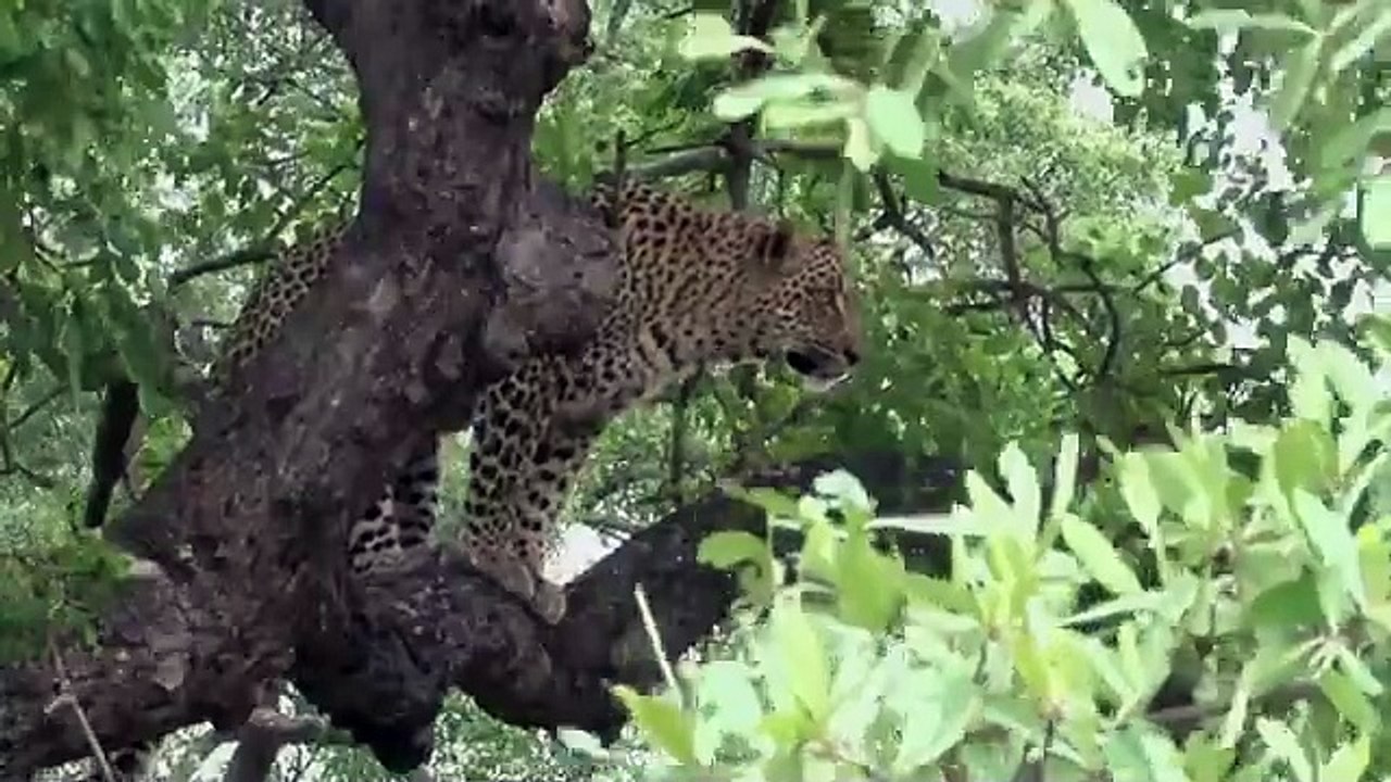 Survie en SAVANE _ Les Techniques Sensorielles Étonnantes des Animaux  - Docum