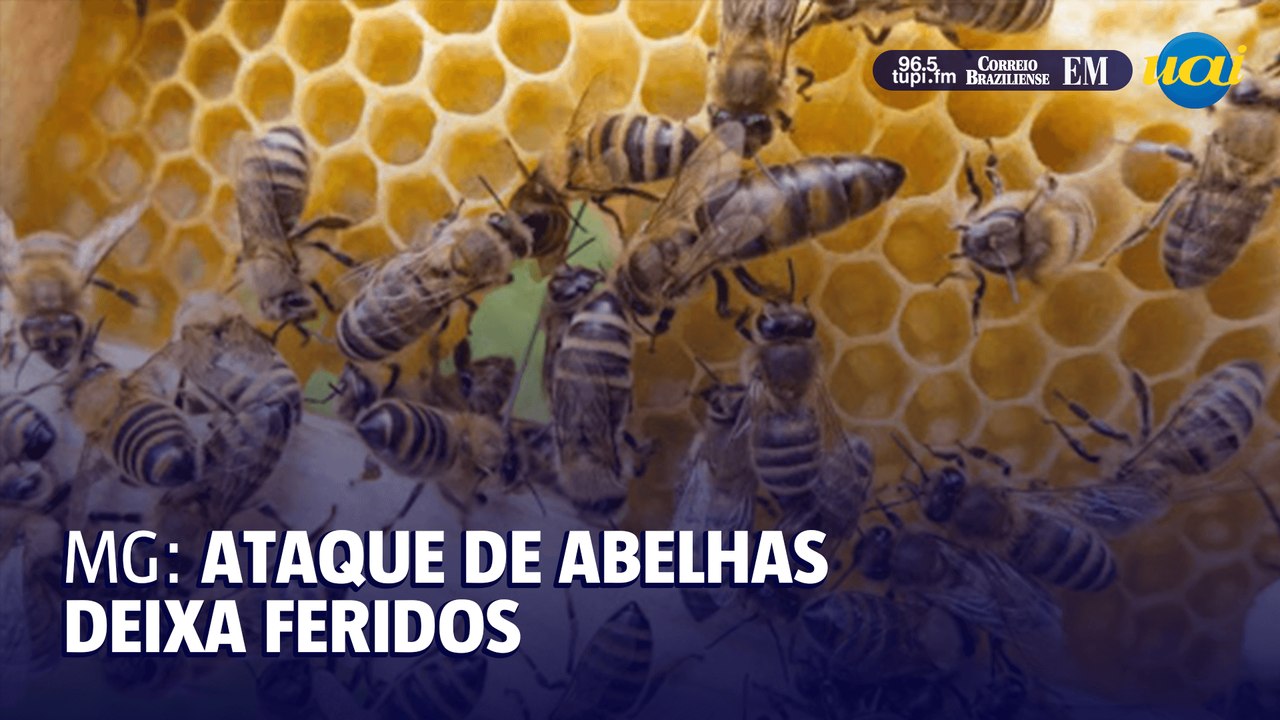 MG: ataque de abelhas deixa feridos