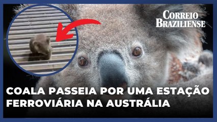Coala passeia por uma estação ferroviária na Austrália