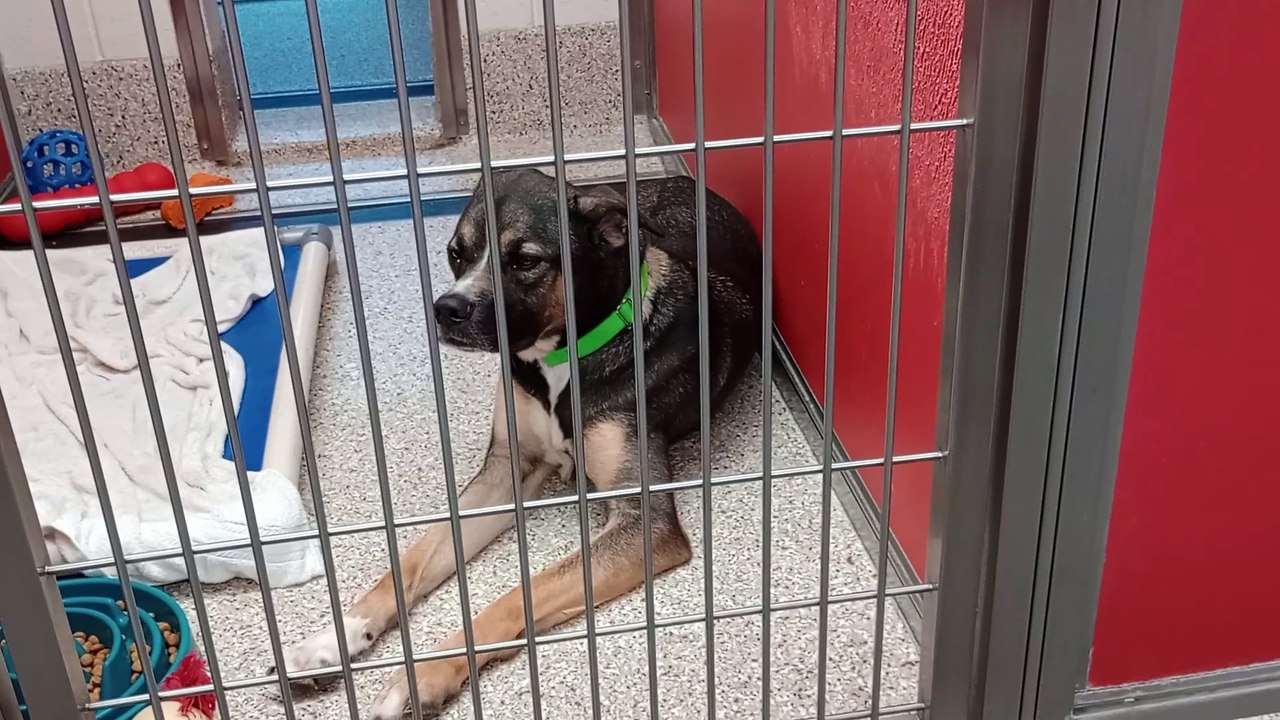 Happy Rest in Peace 10-5-2024 2y A775252 kennel 75 pod 3 PACC shelter VID_20241002_165845894