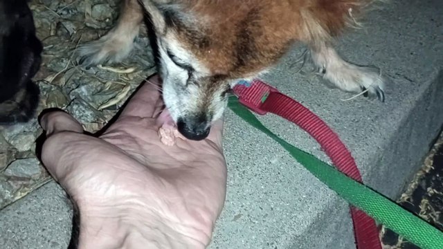 Ozzyta Villanova Paco; Villanova shows me her weak front right leg's reinjured by fast walk intro VID_20241007_191151993