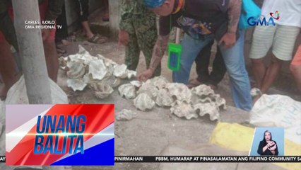P2.4M halaga ng giant clams o taklobo, nakumpiska | Unang Balita