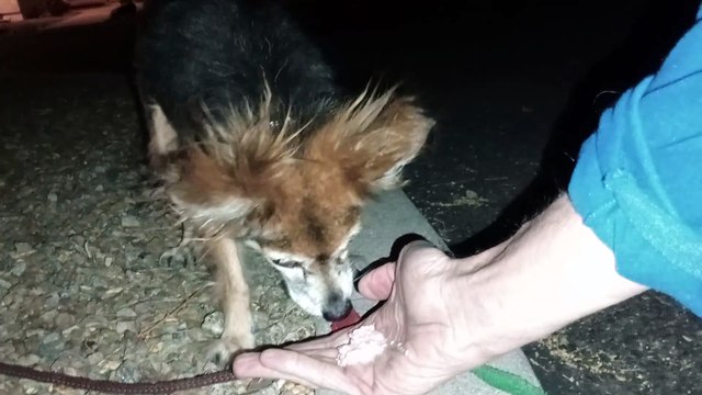 Ozzyta Villanova Paco; Ozzyta ate good tonight. Weather gonna start getting cool earlier at night VID_20241005_204905790