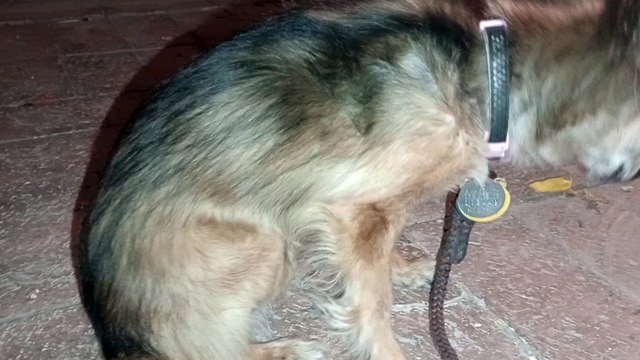 Villanova sits mostly ~7minutes 45seconds with front right leg extended I Like when she walks on right leg more VID_20241003_210146514