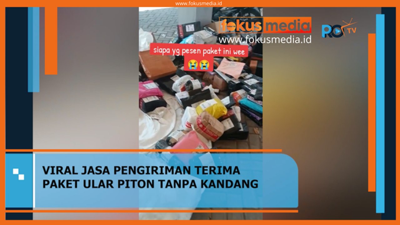 VIRAl!!! Jasa Pengiriman Terima Paket Ular Piton Tanpa Kandang