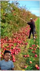 Much fruit on the trees,,,,