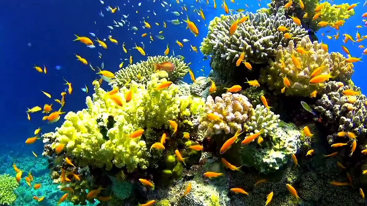 Âm nhạc thư giãn trị liệu với cảnh đẹp nhân gian - Những bản nhạc của Đại Dương