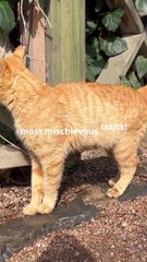 Mischievous and Super Funny Traits of Orange Cats-2024-10-03T02_51_52