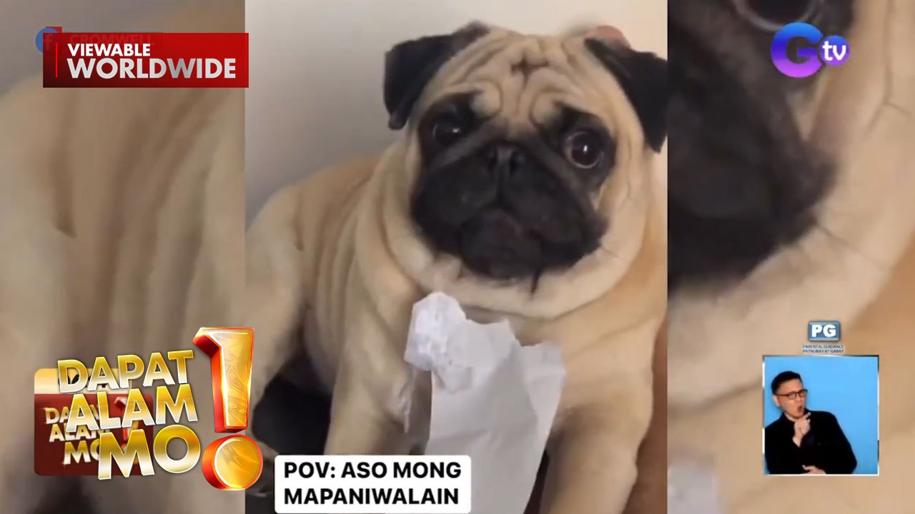Aso, napatigil sa pagnguya ng resibo nang takutan ng kanyang amo | Dapat Alam Mo!