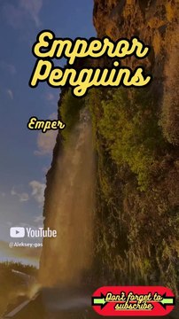 Animal Facts Emperor Penguins #shorts