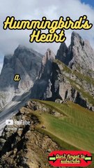 Animal Facts        Hummingbird's Heart          #shorts