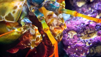 Meet The Mantis Shrimp: Nature's Tiny Powerhouse!