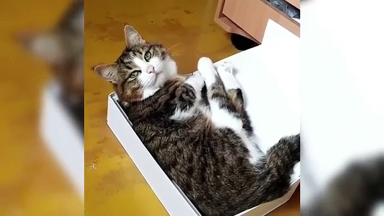 Funny pet #shorts