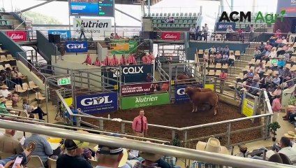 Red Brahman Bull sells strong on Brahman Week day three | October 9, 2024 | Queensland Country Life