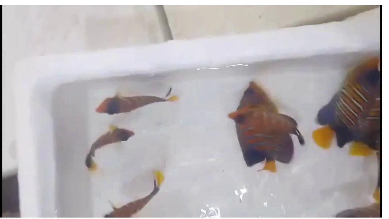 "What Lies Beneath: The Spectacular Colors of Maldives' Deep-Sea Fish"