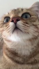 Kitten meowing to attract cats