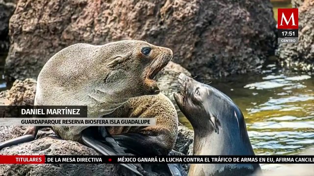 Lobo fino de Guadalupe sobrevive a la extinción; la especie aún está amenazada | Milenio Hábitat