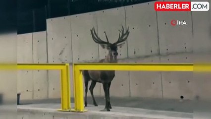 İzmir'deki Yaralı Geyik İçin Bakan Yumaklı'dan Açıklama