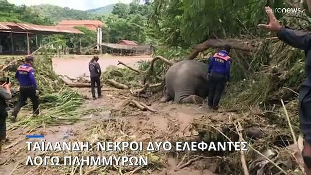 Ταϊλάνδη-Πλημμύρες: Νεκροί δύο ελέφαντες που είχαν διασωθεί στο παρελθόν από ανθρώπινη εκμετάλλευση