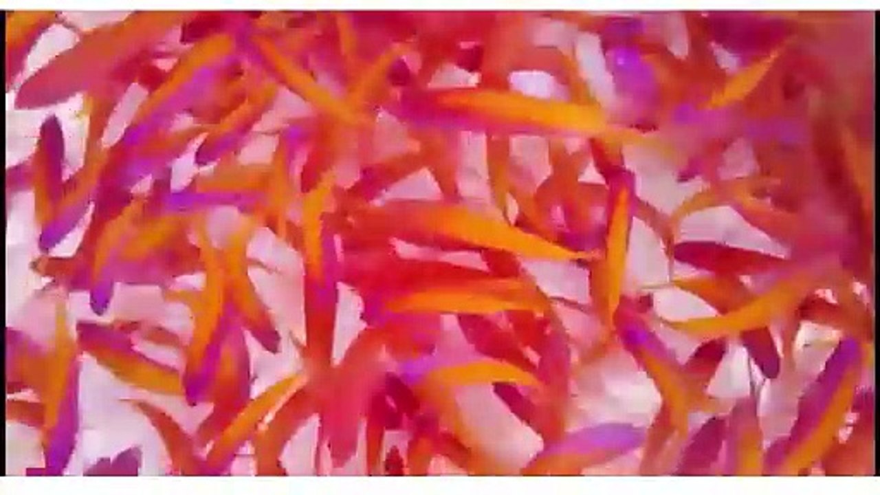 "The Science Behind the Stunning Colors of Maldives' Deep-Sea Fish"