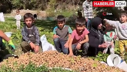 Şırnak'ta Ceviz Hasadı Başladı
