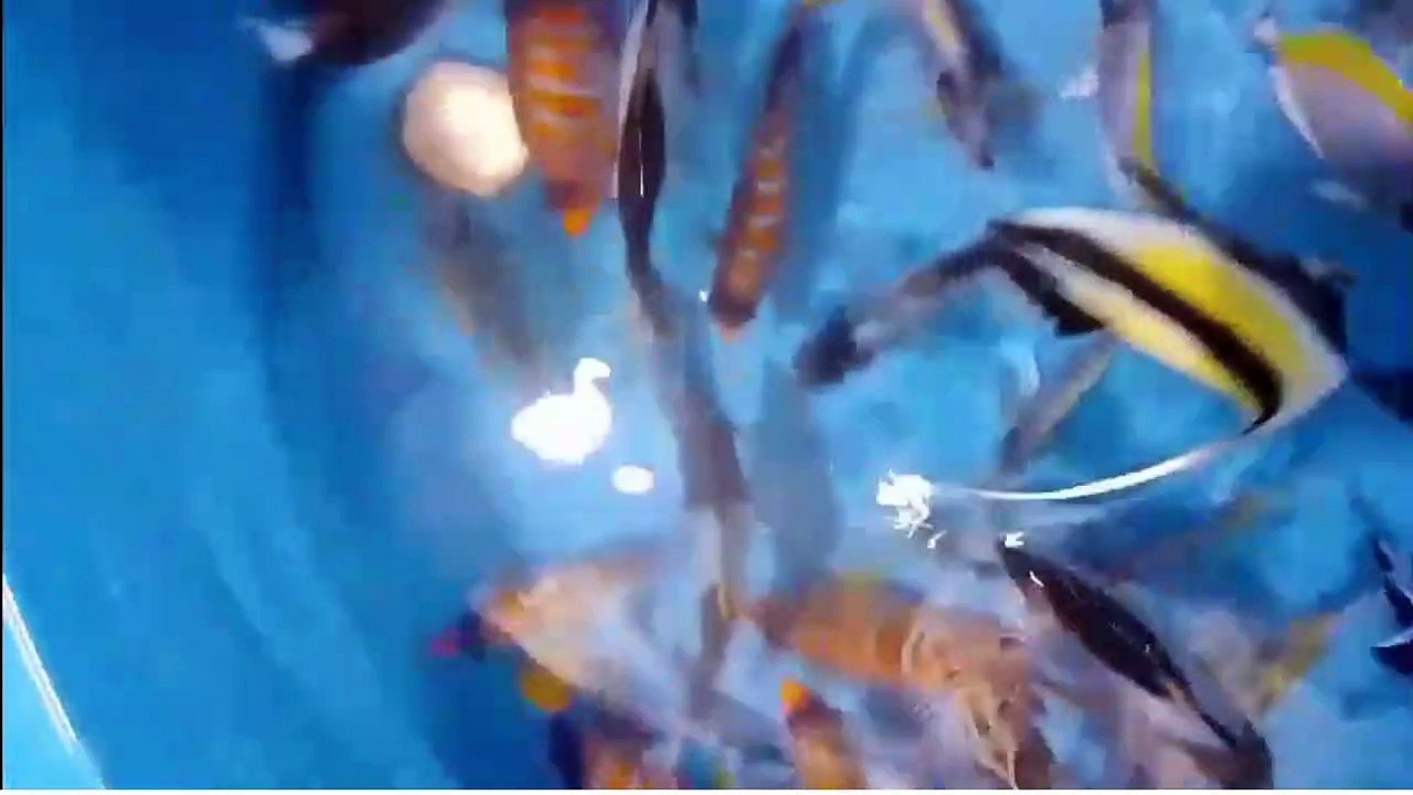 "Unveiling the Hidden Beauty of Maldives' Deep Sea: Meet the Colorful Fish"