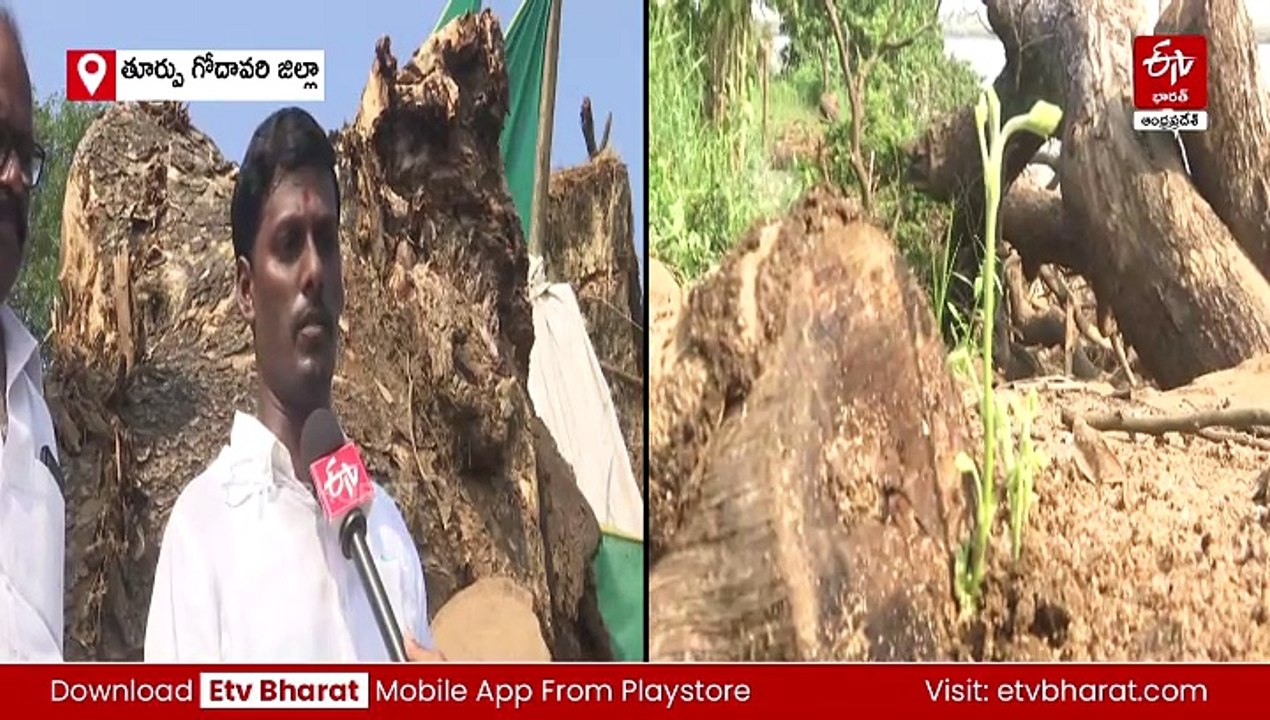 మోడువారిన మహావృక్షం మళ్లీ చిగురించింది
