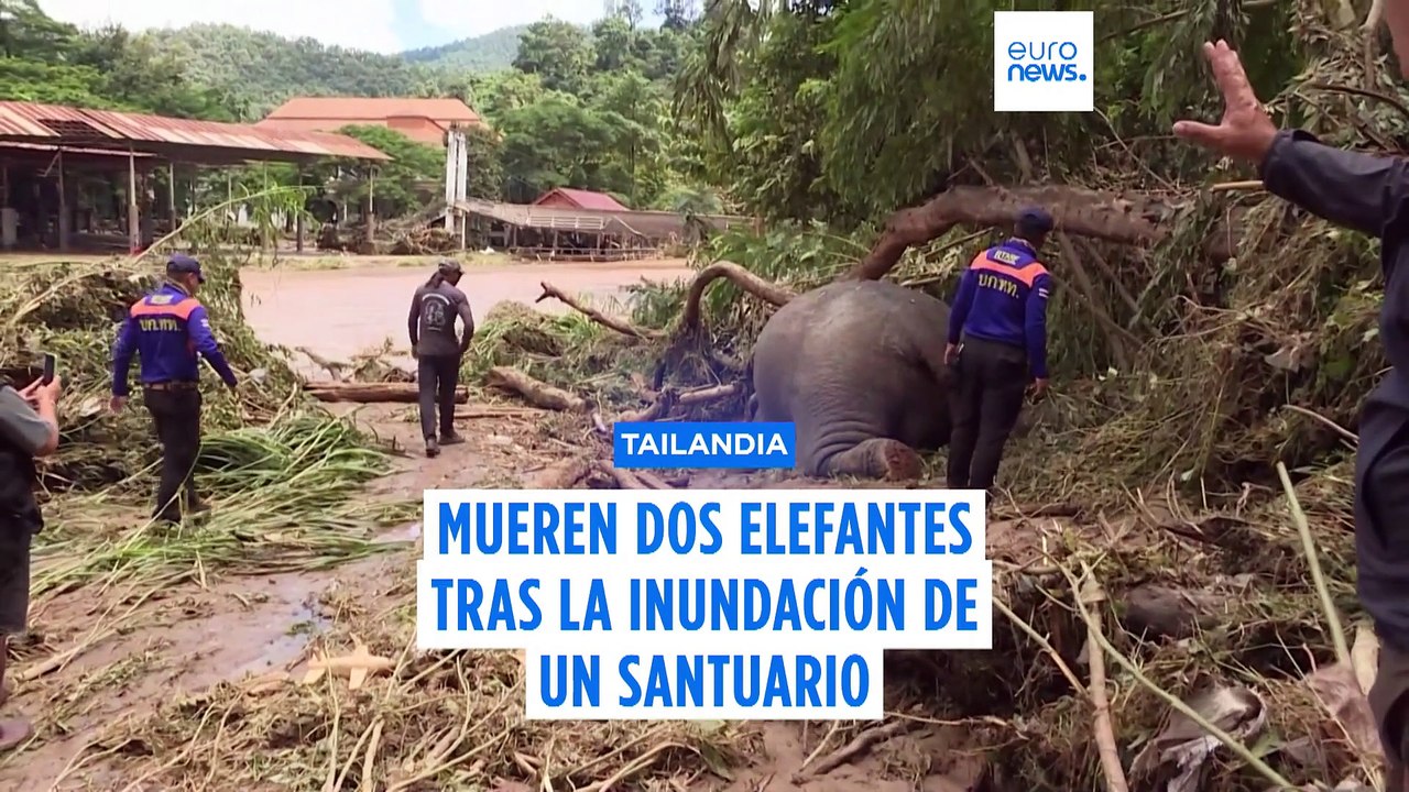 Las inundaciones en Tailandia causan la muerte de dos elefantes en un santuario