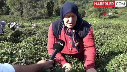 Çay Sezonu Sona Erdi, Müstahsiller Çay Tohumu Toplamaya Başladı