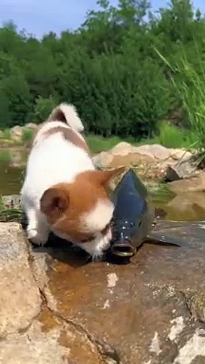 Little pet 