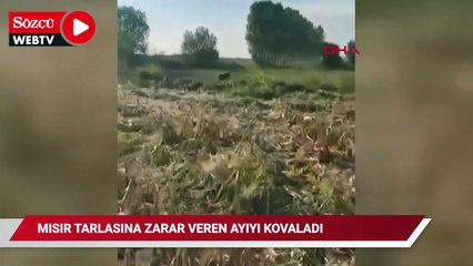 Mısır tarlasına zarar veren ayıyı kovaladı