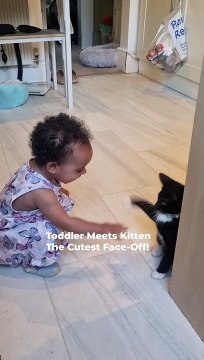 Adorable Toddler Meets Kitten for the First Time