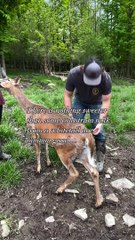 Guy milks a whitetail deer and drinks it!