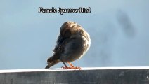 Sparrow FeMale Bird Video