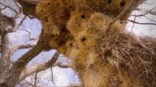 El Pájaro TEJEDOR que HACE nidos ENORMES · Documental de Animales
