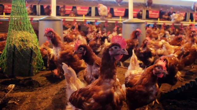 L’œuf et la poule Bande-annonce VF