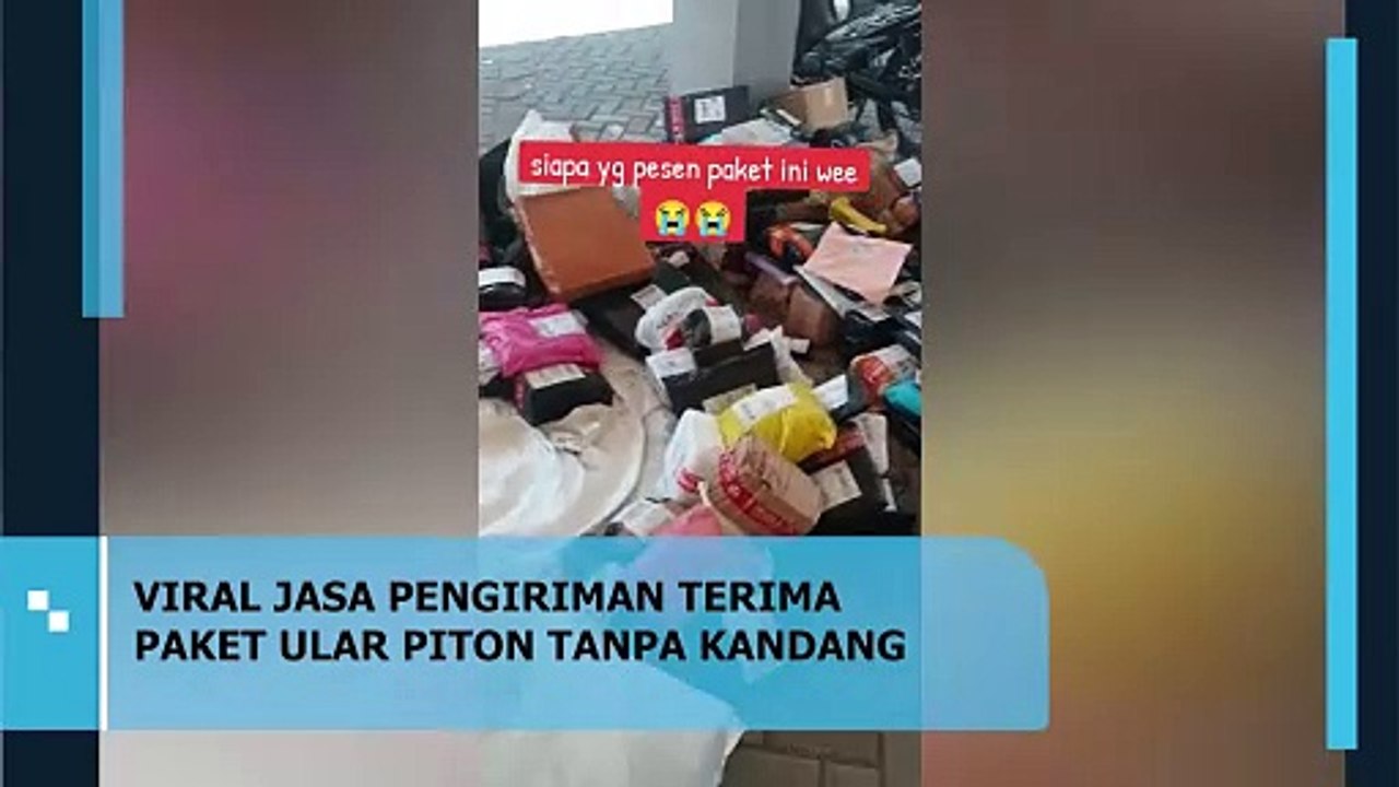 VIRAL JASA PENGIRIMAN TERIMA PAKET ULAR PITON TANPA KANDANG