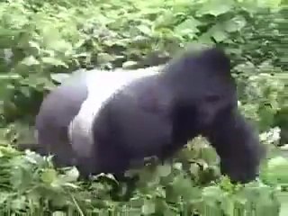 Gorilla's Warning: He Could Easily Kill You 🦍