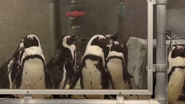 Watch: Penguins moved to safety at Florida Aquarium as ‘catastrophic’ Hurricane Milton nears