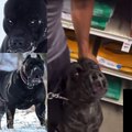 Guy has zero control over his Cane Corso luckily a muzzle was on.