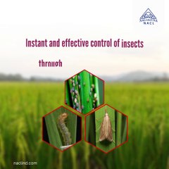 Effective Insecticide Products for Crop Protection in India | NACL