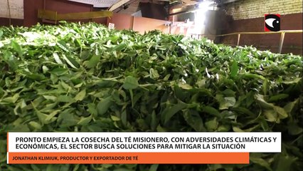 Pronto empieza la cosecha del té misionero, con adversidades climáticas y económicas, el sector busca soluciones para mitigar la situación