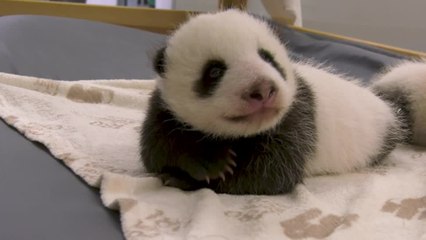 Panda Cubs at Berlin Zoo Open Their Eyes for the First Time!