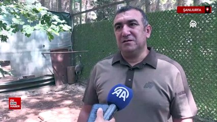 Şanlıurfa'da gözleri görmeyen turnaya 4 yıldır özenle bakıyorlar