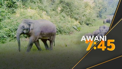 Laporan Khas Siri ke-2: Kisah Badak Sumatera berakhir beralih ke Gajah Pygmy